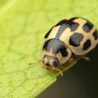 Fourteen Spot Ladybird 2 